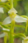 Platanthera chlorantha