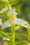Platanthera chlorantha
