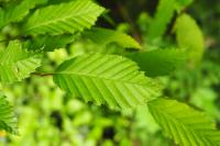 Carpinus betulus