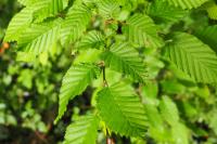 Carpinus betulus