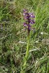 Anacamptis morio