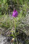 Anacamptis pyramidalis