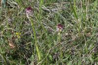 Neotinea ustulata