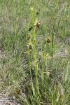 Ophrys aranifera