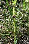 Ophrys x nouletii