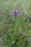 Orchis militaris