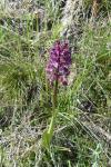 Orchis purpurea