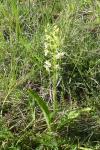 Platanthera chlorantha