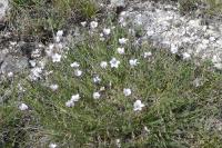 Linum appressum