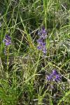 Polygala vulgaris