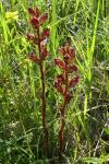 Orobanche gracilis