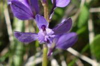 Polygala vulgaris