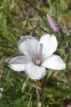 Linum appressum