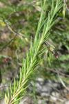 Linum appressum