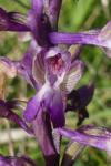 Anacamptis morio