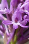 Anacamptis pyramidalis