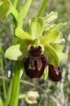 Ophrys aranifera