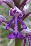 Orchis militaris