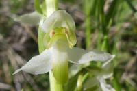 Platanthera chlorantha