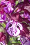 Orchis purpurea