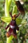 Ophrys insectifera