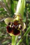 Ophrys x nouletii