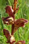 Orobanche gracilis