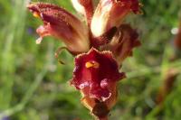 Orobanche gracilis