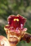 Orobanche gracilis
