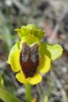 Ophrys lutea