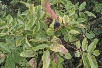 Pistacia terebinthus