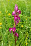 x Serapicamptis rousii
