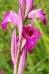 x Serapicamptis rousii
