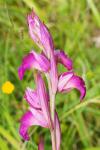 x Serapicamptis rousii