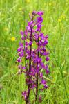 Anacamptis laxiflora
