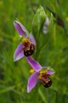Ophrys apifera