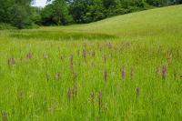 Anacamptis laxiflora