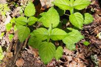 Circaea lutetiana