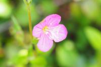 Oenothera rosea
