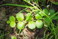 Lysimachia nummularia