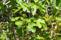 Ficus carica