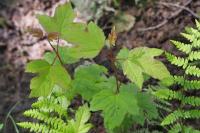 Viburnum opulus
