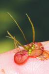 Spirodela polyrhiza