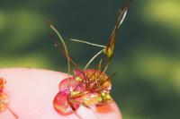 Spirodela polyrhiza