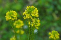 Barbarea vulgaris