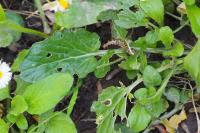 Barbarea vulgaris