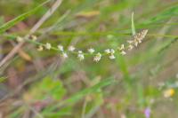 Sesamoides purpurascens