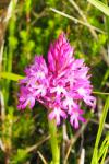 Anacamptis pyramidalis