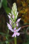 Dactylorhiza fuchsii