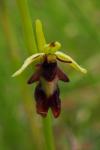 Ophrys insectifera